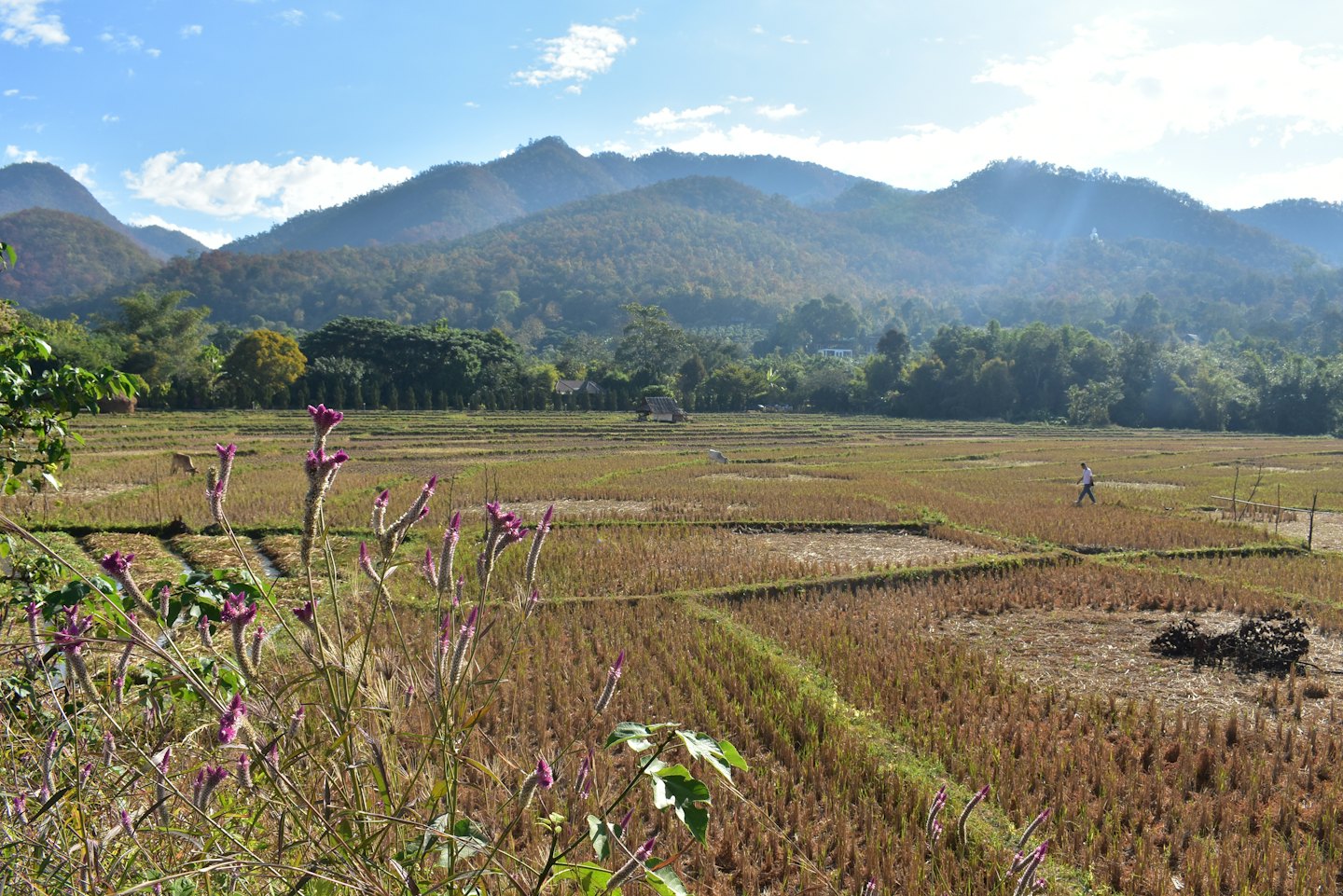 A person walks through terraced rice fields beneath distant mountains.