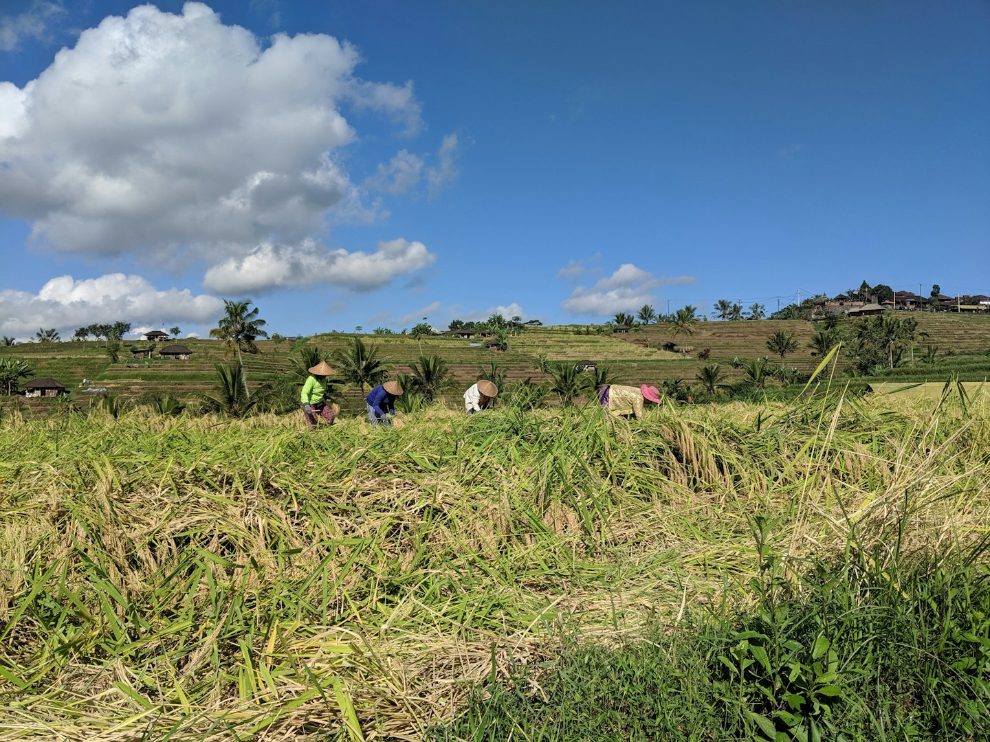 Farmers harvest rice in terraced green and golden paddies.